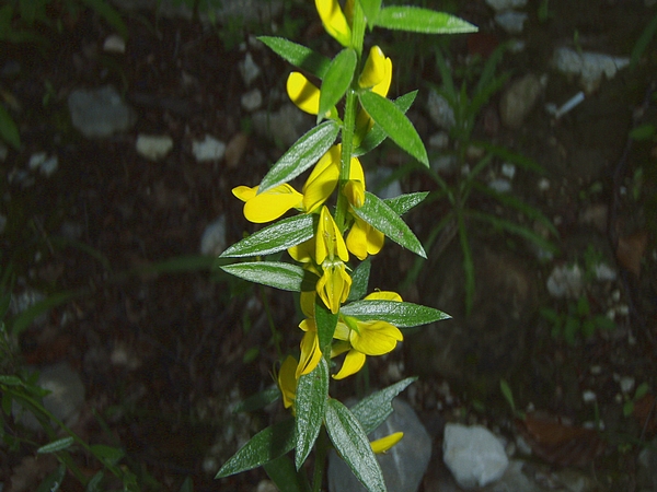 Genista tinctoria